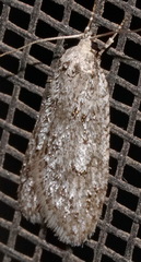 Semioscopis megamicrella