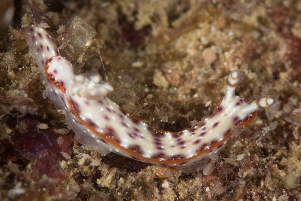 Double-banded Split-tooth Dorid