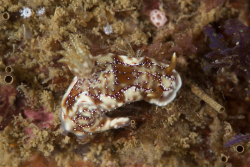 Hypselodoris krakatoa