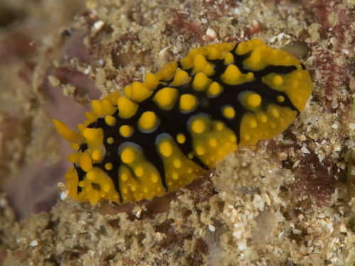 Phyllidia multituberculata