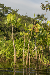 Montrichardia linifera