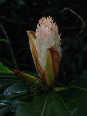 Alpinia sessiliflora