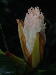 Alpinia sessiliflora