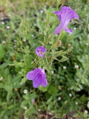 Ruellia runyonii