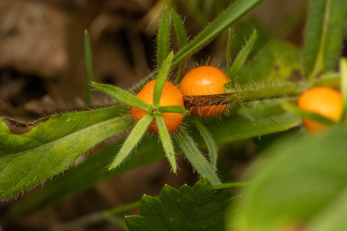Triosteum angustifolium, photograph 5