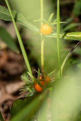 Triosteum angustifolium, photograph (c) daksu, some rights reserved (CC BY)
