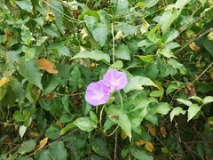 Ipomoea mitchelliae