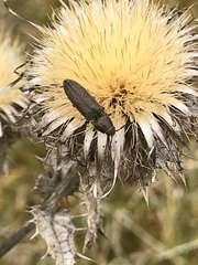 Cidnopus aeruginosus