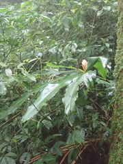 Alpinia sessiliflora