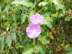 Ipomoea mitchelliae