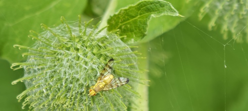 Banded Burdock Fly, Noordwijkerhout, Nederland, photo 3 of 10