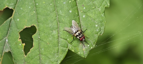 Anthomyia procellaris