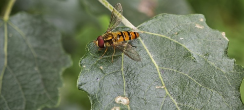 Marmalade Hover Fly