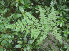 Cornopteris banajaoensis