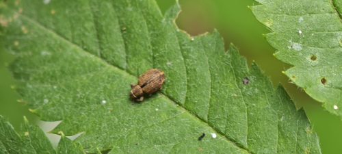 Nut Leaf Weevil