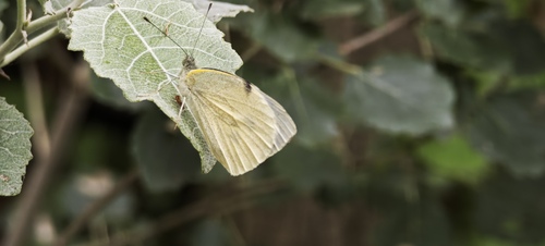 Large White