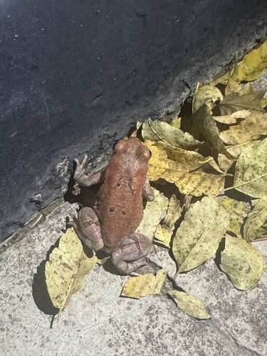 African Red Toad