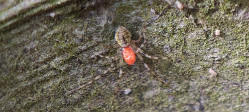 Invisible Spider