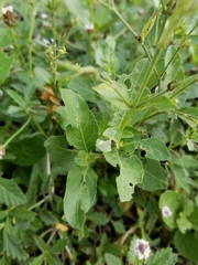Ruellia runyonii