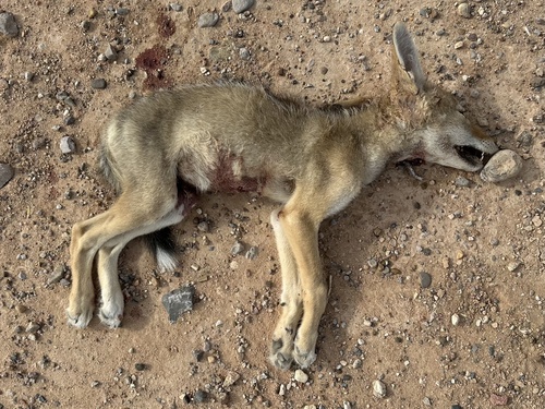 Coyote