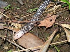 Amphisbaena fuliginosa