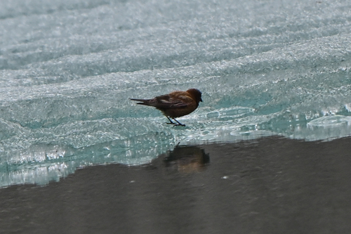 Grey-crowned Rosy Finch (Leucosticte tephrocotis), photo 7