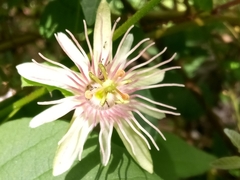 Passiflora rubra