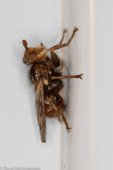 Myopa vicaria