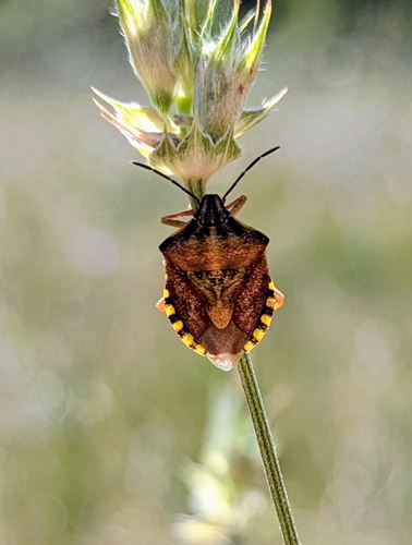 Carpocoris pudicus