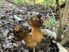Morchella esculenta