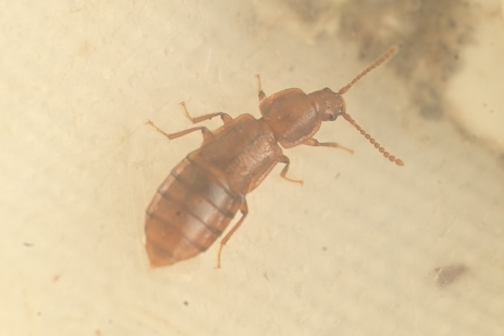 Staph beetle