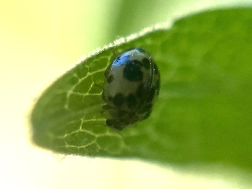 Western Fairy Lady Beetle photo 6