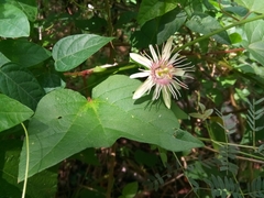 Passiflora rubra
