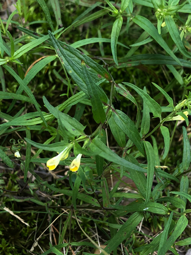 Наблюдение на iNaturalist