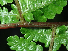 Cornopteris banajaoensis