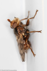 Myopa vicaria