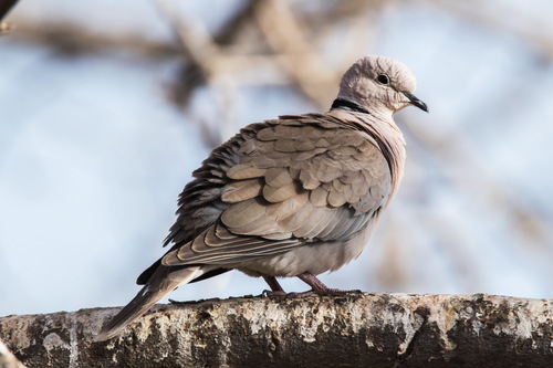 iNaturalist image