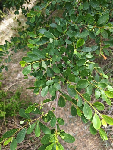 Erythroxylum monogynum (Erythroxylum monogynum)