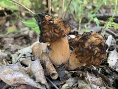 Morchella esculenta