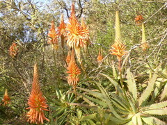 Aloe pluridens