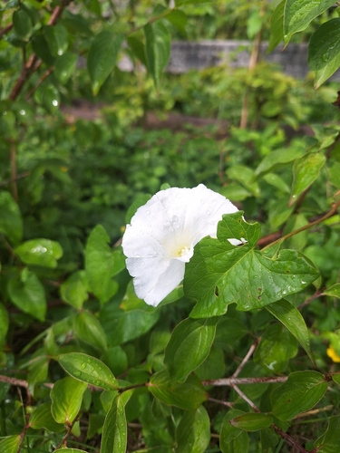 hedge bindweed