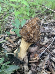 Morchella esculenta