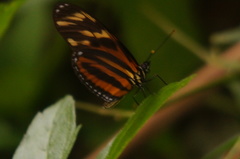 Eueides isabella eva