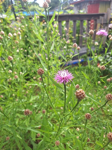 Brown Knapweed