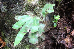 Pyrrosia polydactylos