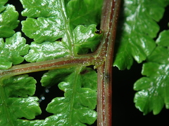 Cornopteris banajaoensis