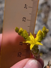 Sedum urvillei