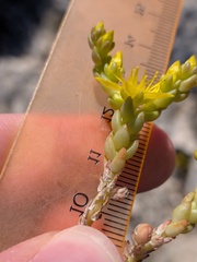 Sedum urvillei, photograph (c) Michael, Antoni and Nihat Hinczewski, some rights reserved (CC BY)