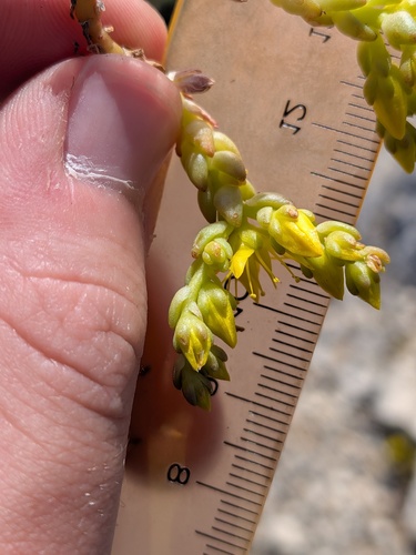 Sedum urvillei, photograph 4