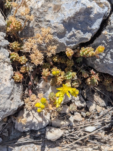Sedum urvillei, photograph 2